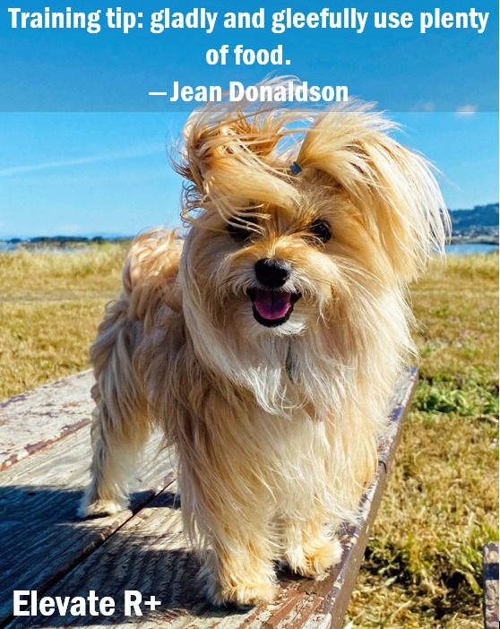 Jean Donaldson gives a training tip, as the leader of the best online dog training certification