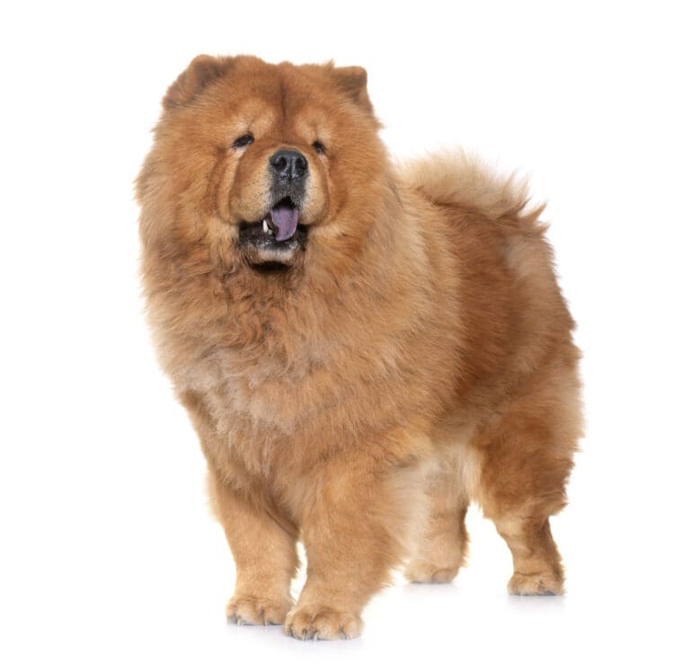 chow chow dog in front of white background