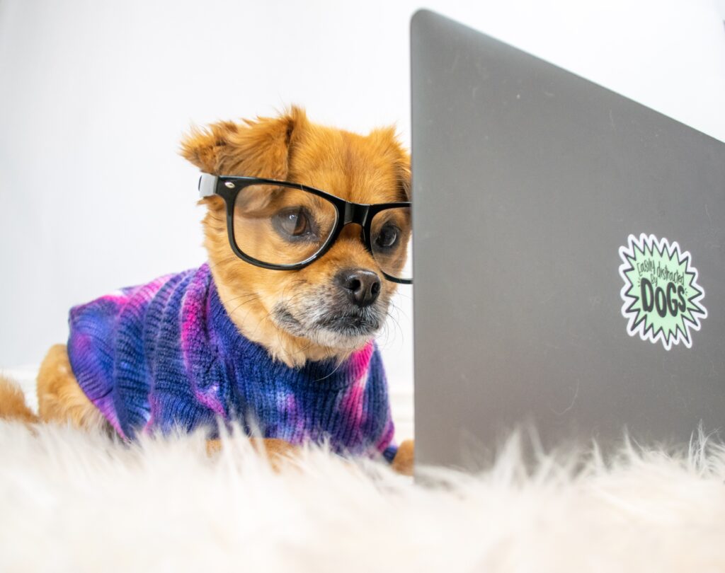 cute dog wears glasses while working on computer